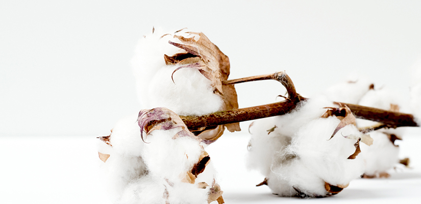 What is brushed cotton? Taking Cotton Fabric to the Next Level