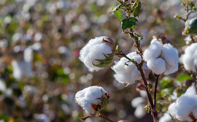 What Is Viscose? 6 Facts About This Misunderstood Fabric